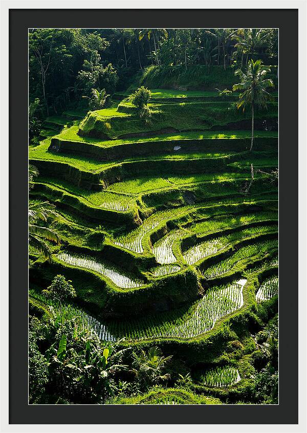 Tranquil Beauty Of Tegalalang Rice Terraces