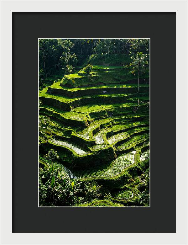 Tranquil Beauty Of Tegalalang Rice Terraces