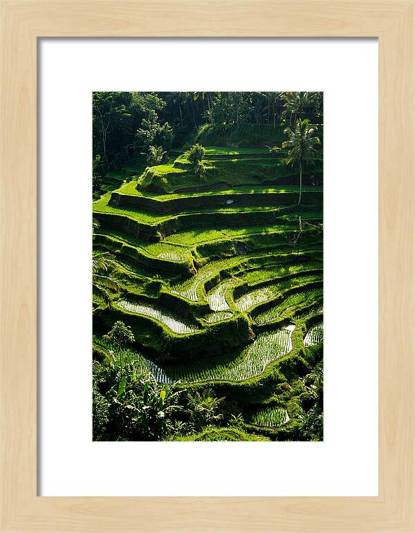Tranquil Beauty Of Tegalalang Rice Terraces