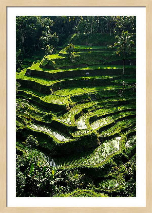 Tranquil Beauty Of Tegalalang Rice Terraces