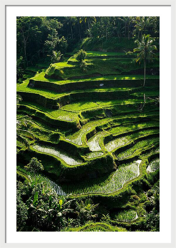 Tranquil Beauty Of Tegalalang Rice Terraces