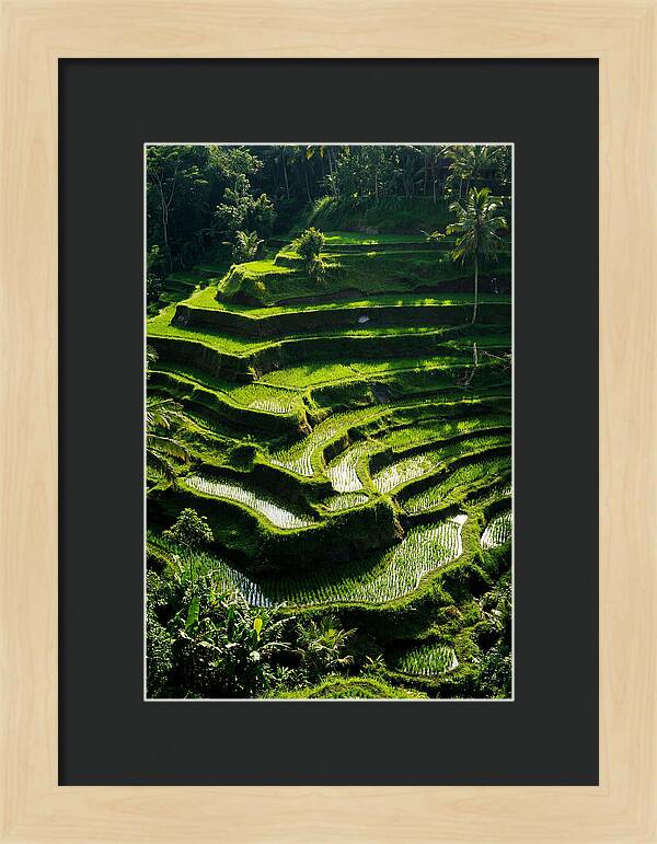 Tranquil Beauty Of Tegalalang Rice Terraces