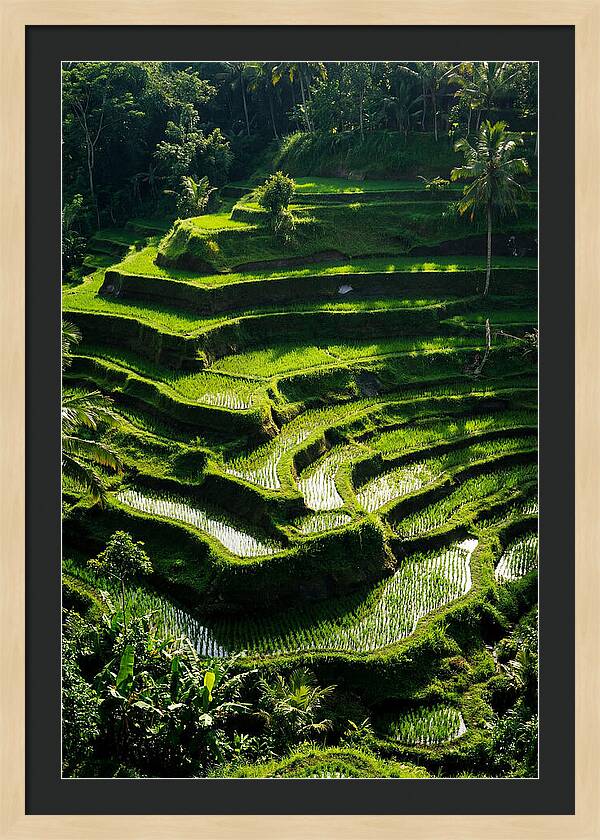 Tranquil Beauty Of Tegalalang Rice Terraces