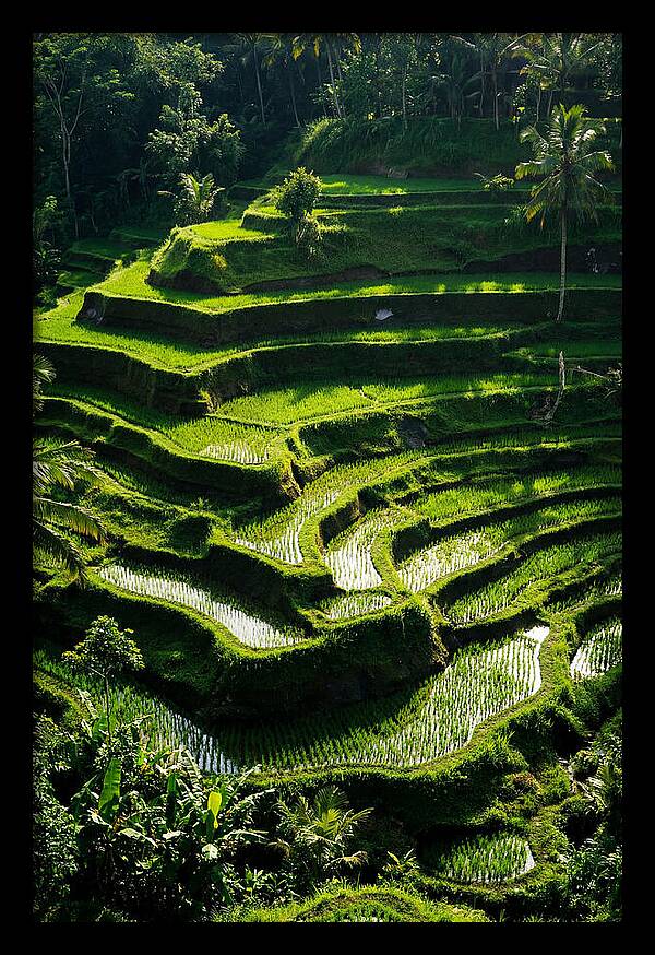 Tranquil Beauty Of Tegalalang Rice Terraces