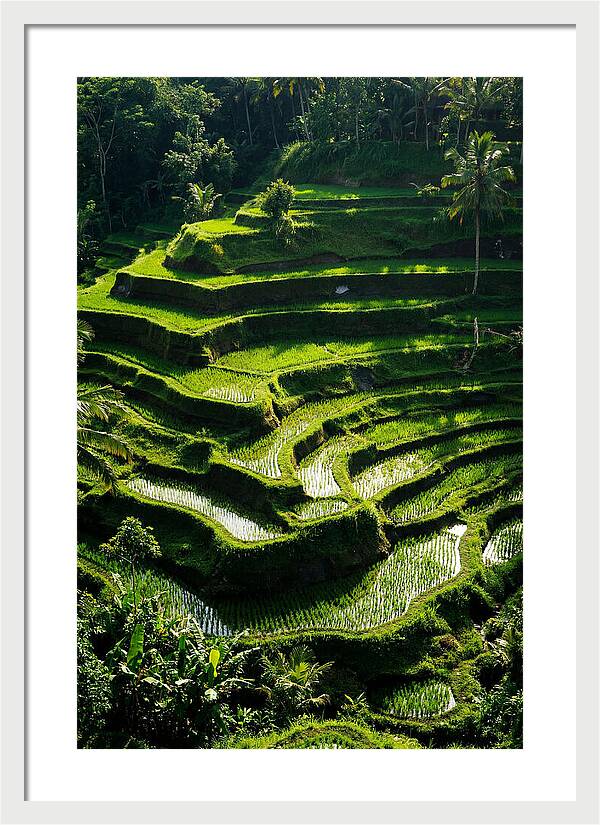 Tranquil Beauty Of Tegalalang Rice Terraces
