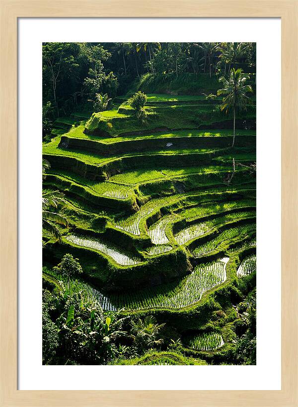 Tranquil Beauty Of Tegalalang Rice Terraces