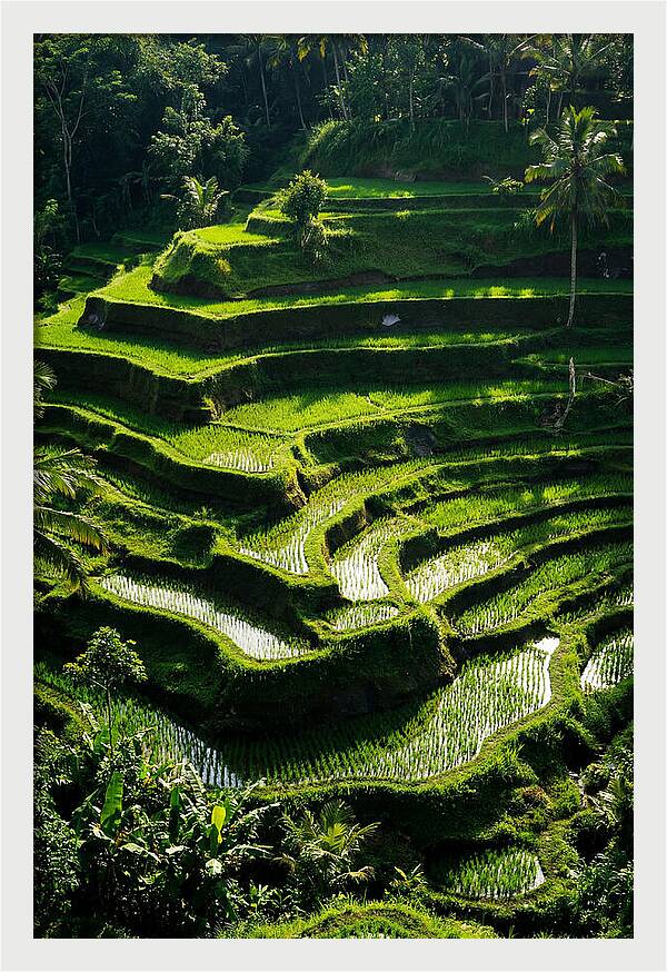 Tranquil Beauty Of Tegalalang Rice Terraces