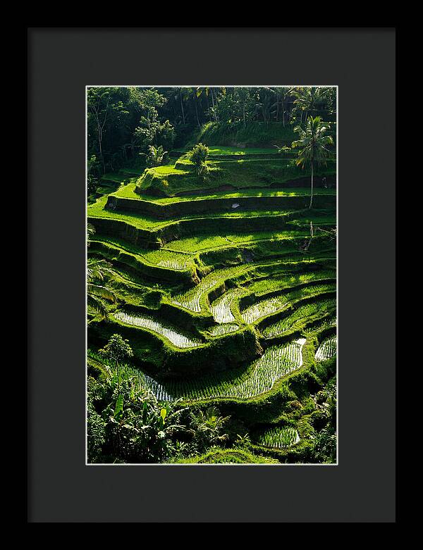Tranquil Beauty Of Tegalalang Rice Terraces