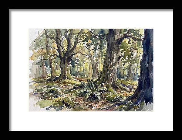 Tranquil Deciduous Forest Scene