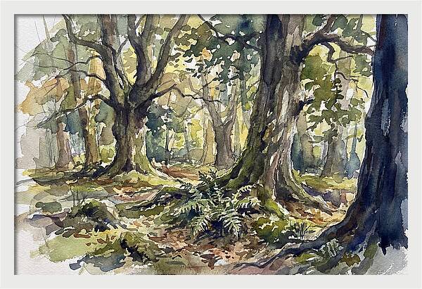 Tranquil Deciduous Forest Scene