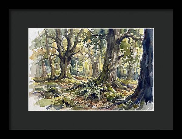 Tranquil Deciduous Forest Scene