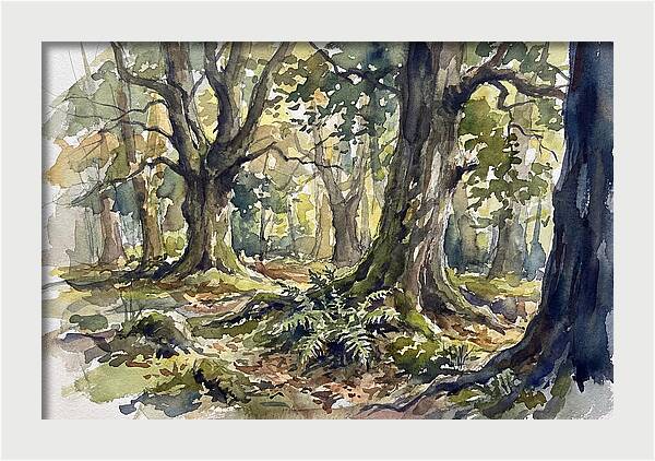 Tranquil Deciduous Forest Scene