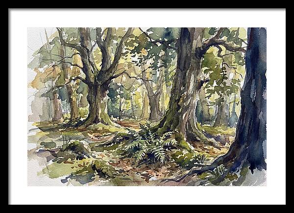 Tranquil Deciduous Forest Scene
