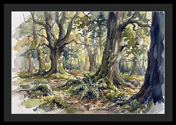 Tranquil Deciduous Forest Scene