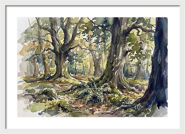 Tranquil Deciduous Forest Scene