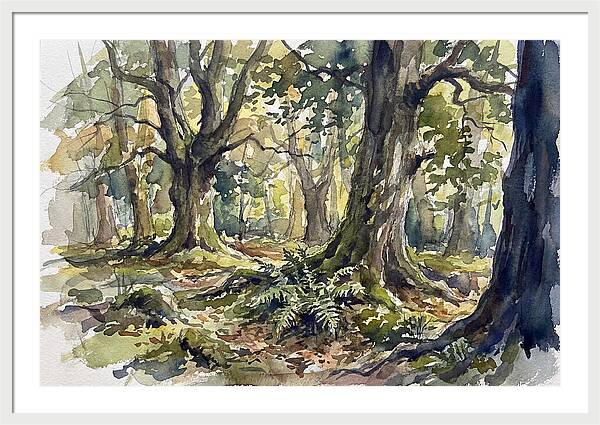 Tranquil Deciduous Forest Scene
