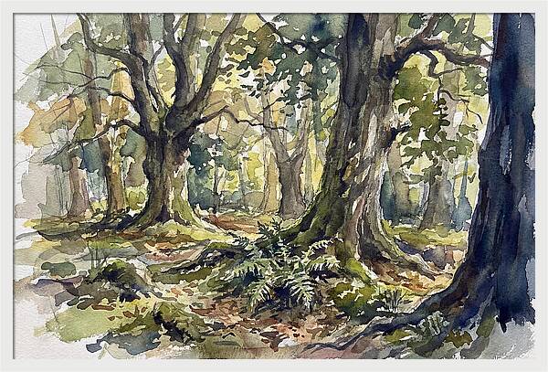 Tranquil Deciduous Forest Scene