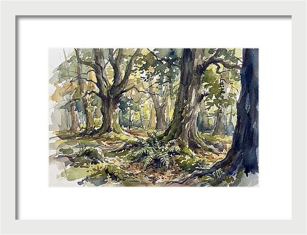 Tranquil Deciduous Forest Scene