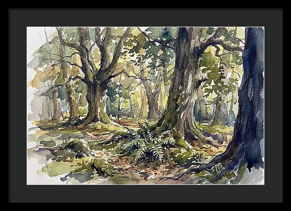 Tranquil Deciduous Forest Scene