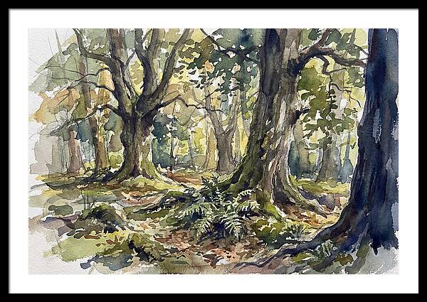Tranquil Deciduous Forest Scene