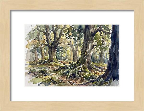 Tranquil Deciduous Forest Scene