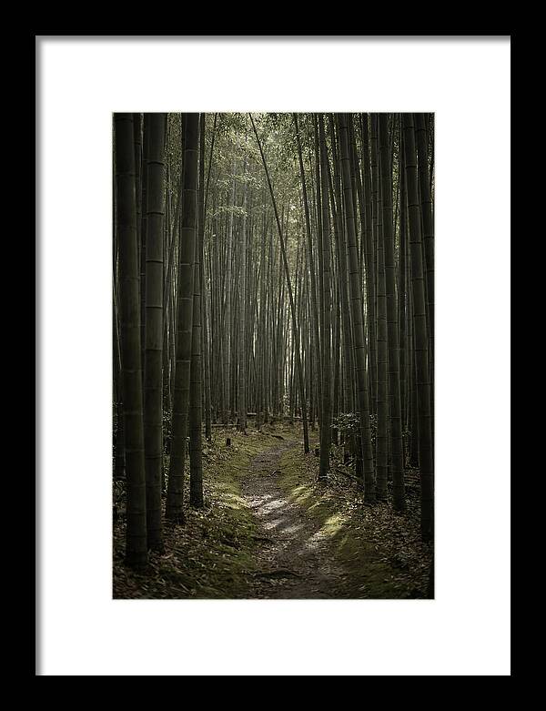 Tranquil Journey Through Bamboo Forest