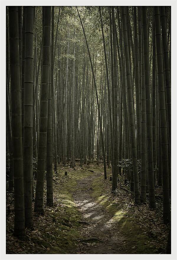 Tranquil Journey Through Bamboo Forest