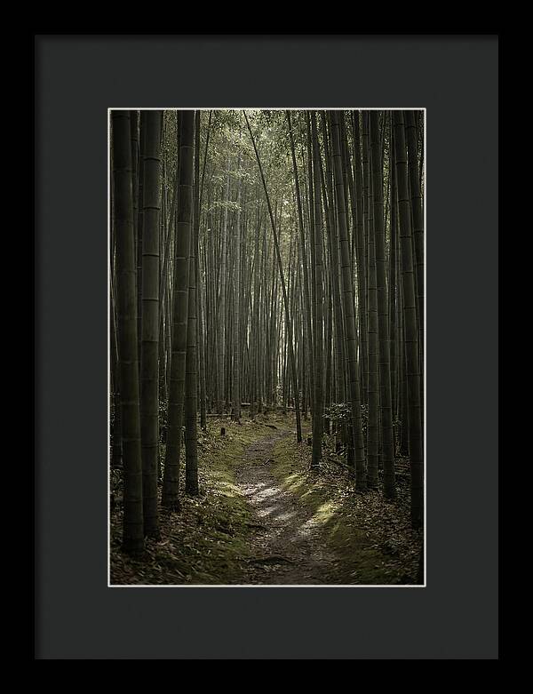 Tranquil Journey Through Bamboo Forest