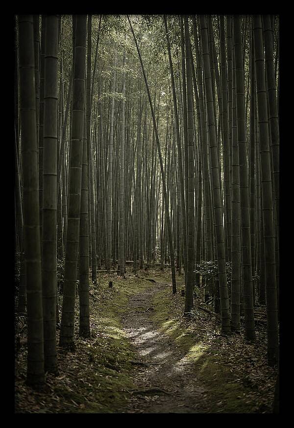 Tranquil Journey Through Bamboo Forest