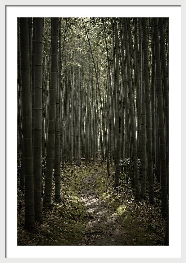 Tranquil Journey Through Bamboo Forest