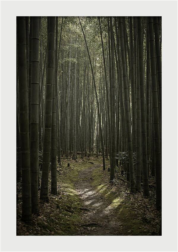 Tranquil Journey Through Bamboo Forest