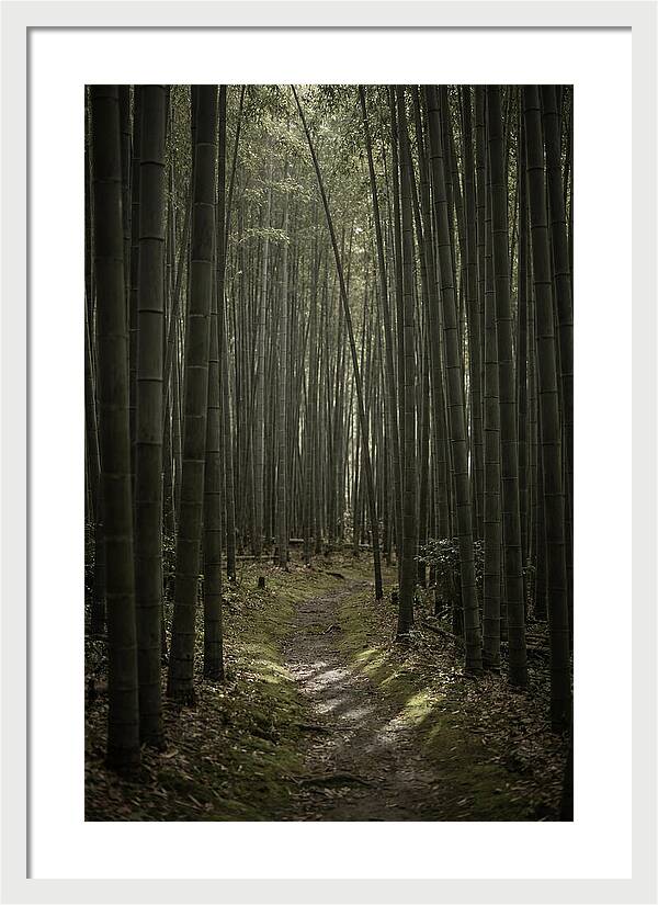 Tranquil Journey Through Bamboo Forest