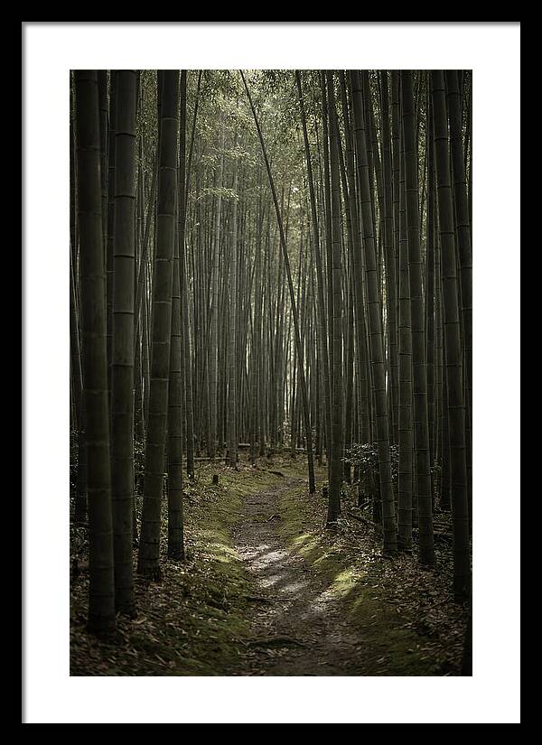 Tranquil Journey Through Bamboo Forest