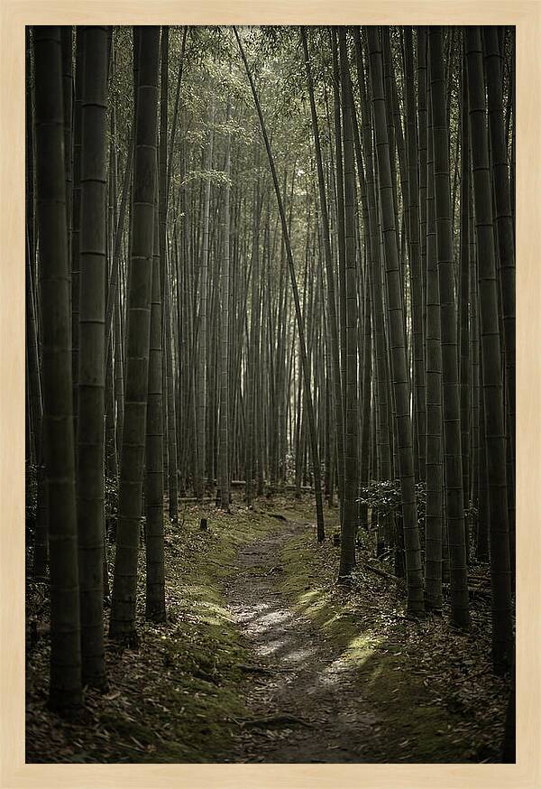 Tranquil Journey Through Bamboo Forest