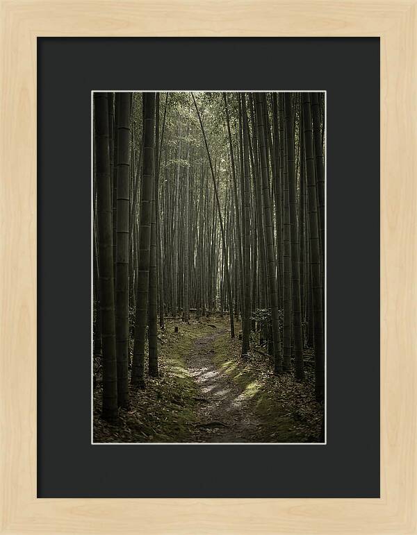 Tranquil Journey Through Bamboo Forest
