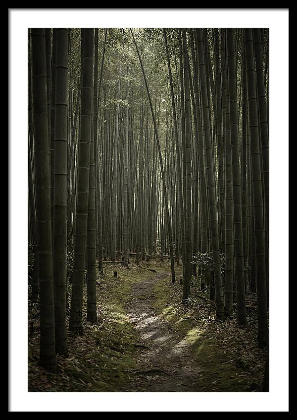 Tranquil Journey Through Bamboo Forest