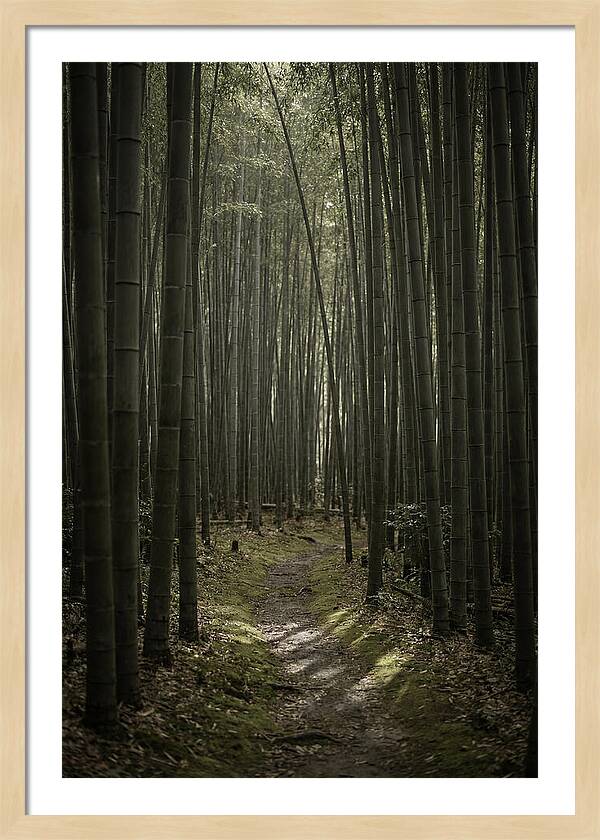 Tranquil Journey Through Bamboo Forest