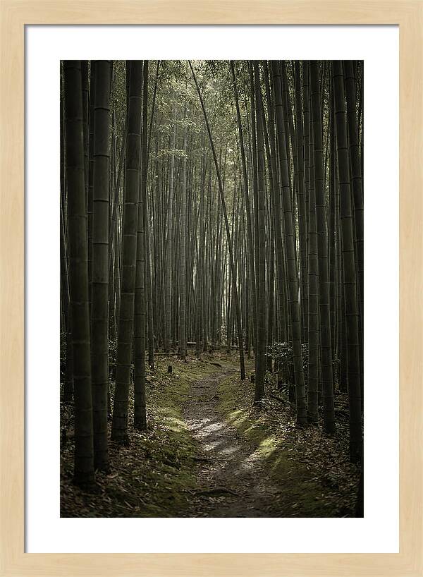 Tranquil Journey Through Bamboo Forest