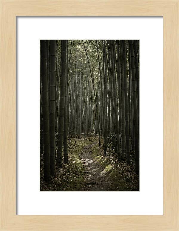 Tranquil Journey Through Bamboo Forest