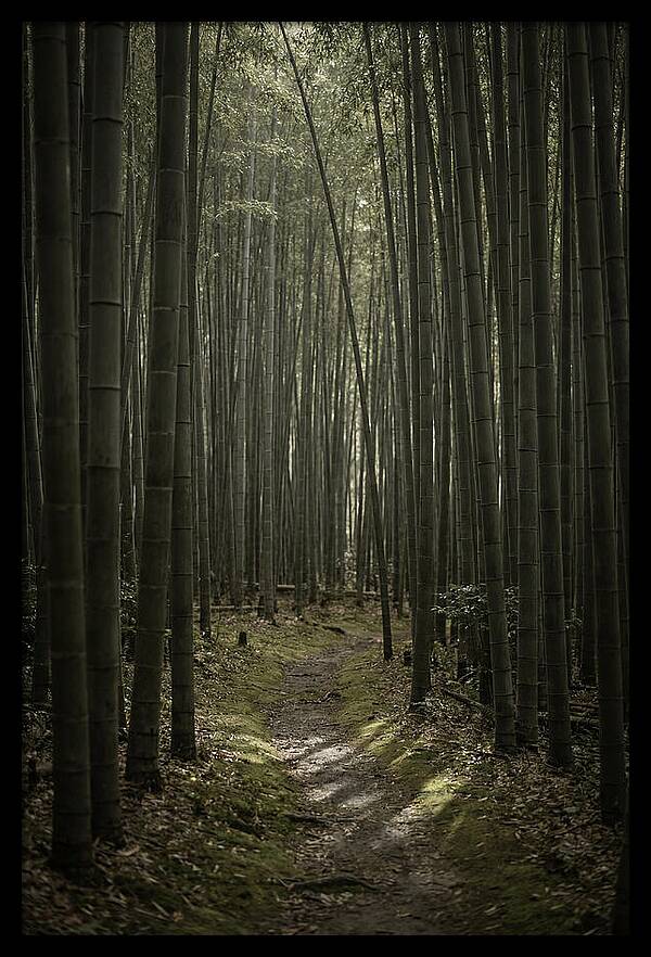 Tranquil Journey Through Bamboo Forest