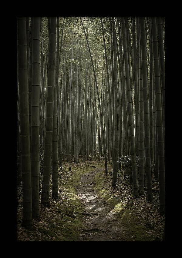 Tranquil Journey Through Bamboo Forest