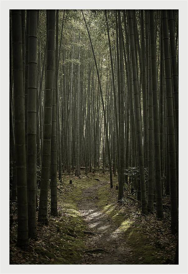 Tranquil Journey Through Bamboo Forest