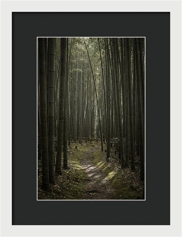 Tranquil Journey Through Bamboo Forest