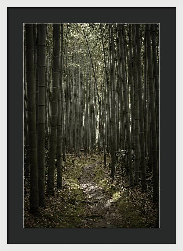 Tranquil Journey Through Bamboo Forest