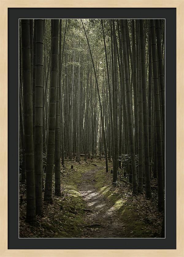 Tranquil Journey Through Bamboo Forest