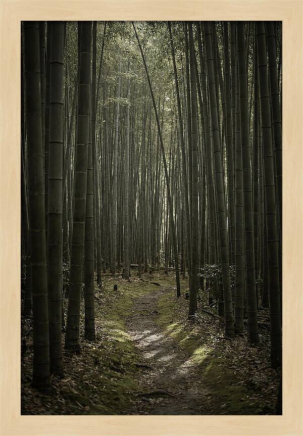 Tranquil Journey Through Bamboo Forest