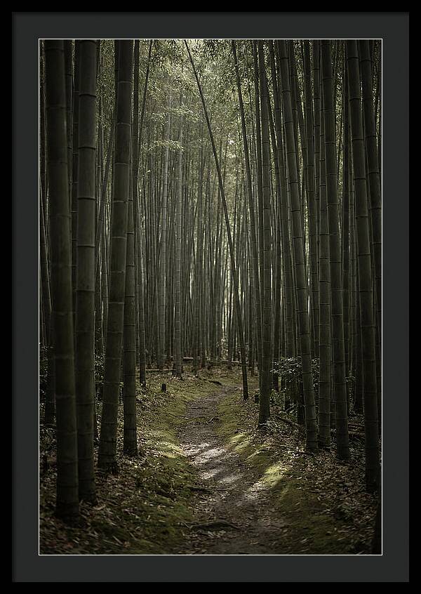 Tranquil Journey Through Bamboo Forest