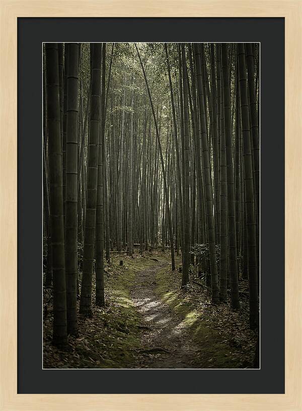 Tranquil Journey Through Bamboo Forest