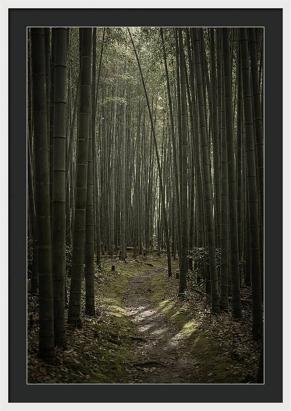 Tranquil Journey Through Bamboo Forest