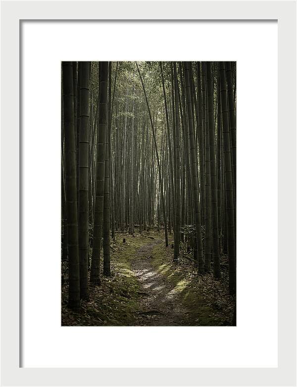 Tranquil Journey Through Bamboo Forest